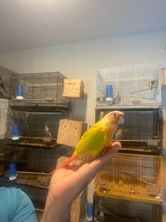 Green cheek conure 1