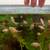 Oranda Goldfish 7 thumbnail