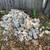 free dirt for garden, etc. 3 thumbnail
