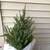 Trees 6 thumbnail