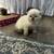 Scottish fold 3 thumbnail