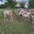 Leopard Appaloosa Stud 3 thumbnail