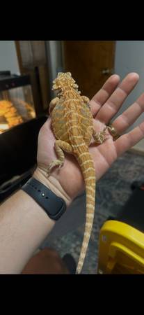 Juvenile Bearded Dragon 1