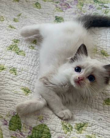 Ragdoll Kittens – Gentle, Gorgeous, and Home-Raised (Austin & DFW) (Austin)64141767985665123