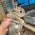 Rabbits 6 thumbnail
