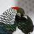 Golden and Lady Amherst's Pheasants 2 thumbnail