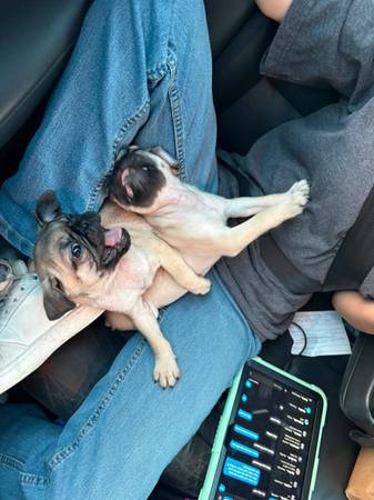 Pug macho (San Diego)