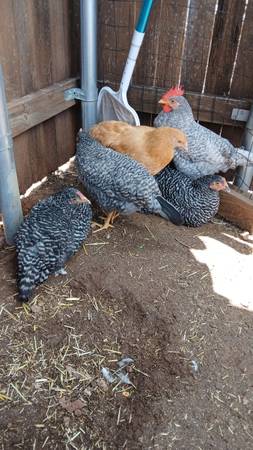 Oops I did it again! Hens 1