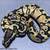 Ball Pythons 11 thumbnail
