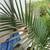 Palms plants 2 thumbnail