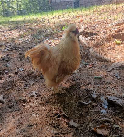 Silkie Rooster 1