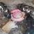 Purebred Kunekune Piglets 8 thumbnail
