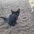 Friendly barn kittens 4 thumbnail