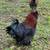 Egg Layer Breed Roosters 1 thumbnail