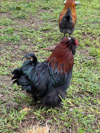 Egg Layer Breed Roosters 1