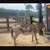 Mini jack THE kindest mini donkey you will ever meet 4 thumbnail