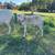 St. Croix Sheep 7 thumbnail