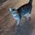 Calico 1 thumbnail