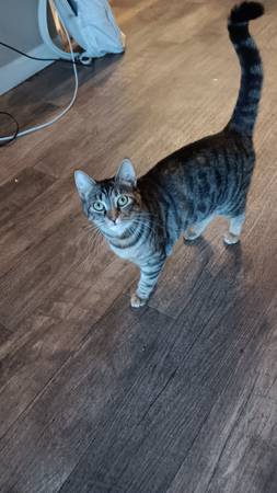 Cute cat needs a good home (San diego)63914315217411120