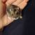 Tiny small hamster breed!  Docile and friendly! 11 thumbnail