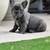 French Bulldog Puppies 1 thumbnail
