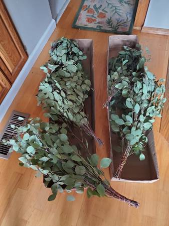 FREE Silver Dollar Eucalyptus 1