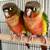 2 Yellow-Sided Green Cheek Conures (1M, 1F). 6 thumbnail