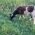Sheep 4 thumbnail