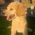 Standard Poodles 3 thumbnail