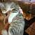 Kittens 4 thumbnail