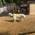 Diferents animals 10 thumbnail