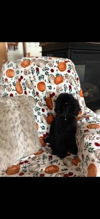 Poodle64013895357059120