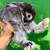 Rabbit 4 thumbnail