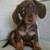 DachshundPuppLooking (917 32(Three)-(4727) Text Me 1 thumbnail