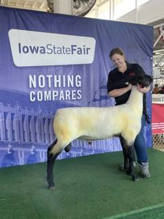 Suffolk Sheep 1