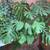 Monstera 1 thumbnail