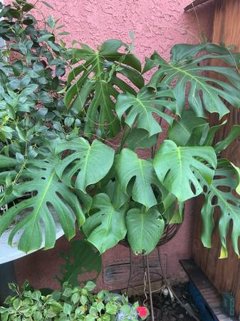 Monstera 1
