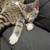 Free Kittens! 2 thumbnail