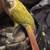 Pineapple conure 1 thumbnail