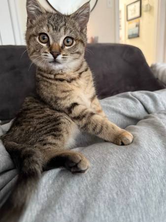 Active, Adorable Kitten for Adoption 1