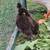 Black/brown ducklings 2 thumbnail