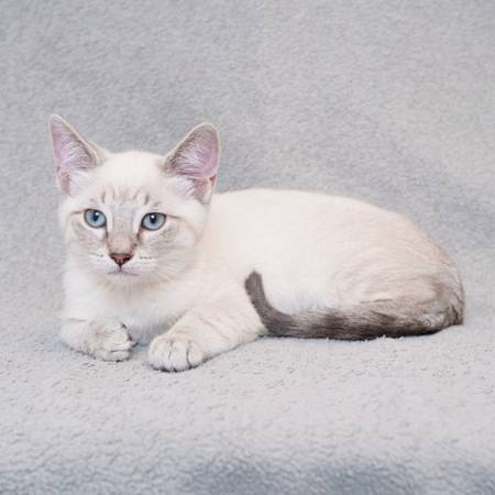 Kittens & young adult cats need a home today (sunnyvale)