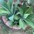 Agave succulent 1 thumbnail