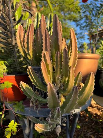 Stapelia gigantea carrion flower 1