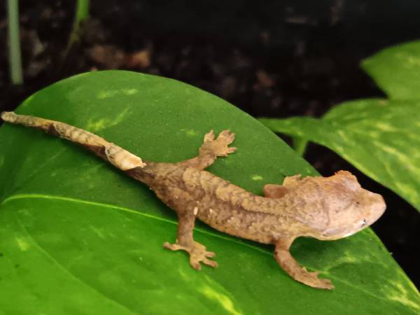 Lily white crested geckos (Mosheim)63673405983873122