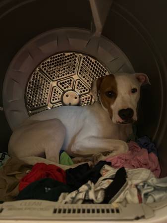Lost dog- BIGGS (Whitefield/Hesse)64146956109699121