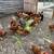 Laying hens 2 thumbnail