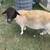 Dormer Sheep 1 thumbnail
