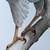 Harry E Antis 16x20" 52/1500 Litho "The New Landlord" N Goshawk Raptor 5 thumbnail
