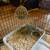 Netherland Dwarf Bunny + starter kit 14 thumbnail